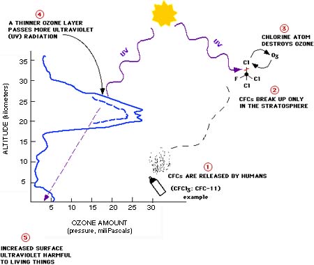 http://www.ozonelayer.noaa.gov/science/StratO3.jpeg